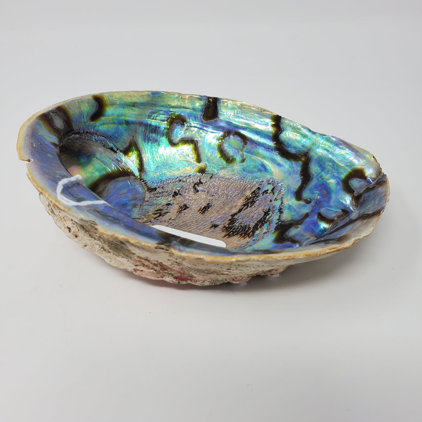 Abalone Shell 6"