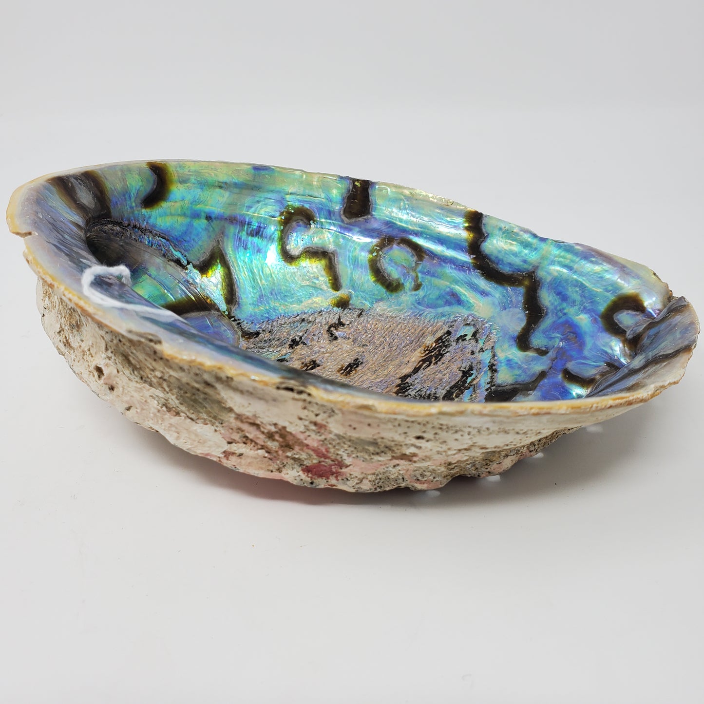 Abalone Shell 6"