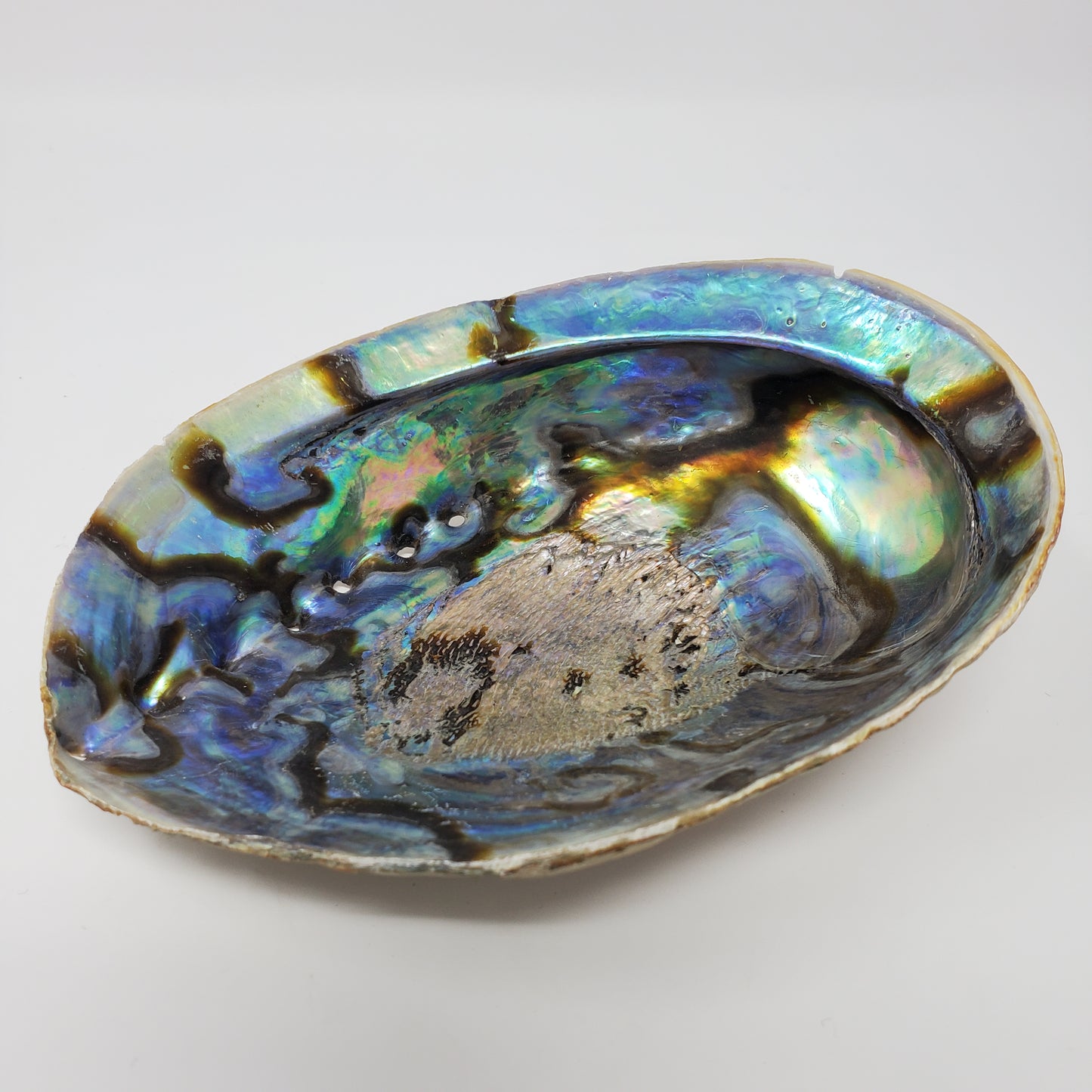 Abalone Shell 6"