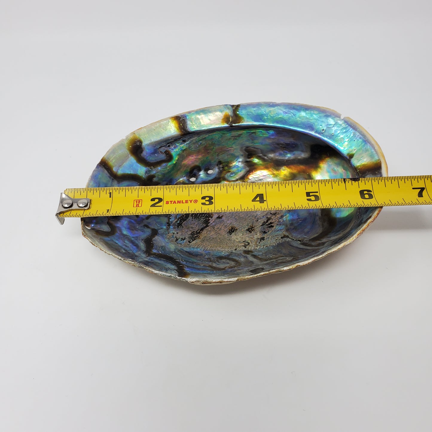 Abalone Shell 6"